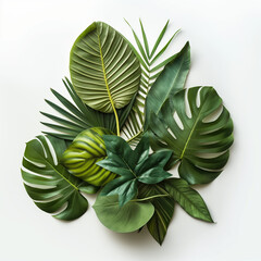 Fototapeta premium green leaves isolated on white background