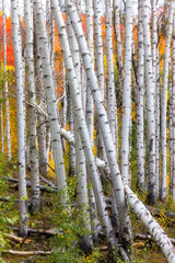 Aspen Rainbow