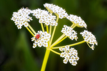 Ladybug on flower
