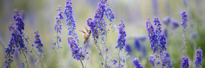 Hummingbird on Larkspur