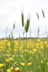 wheat field with sky'