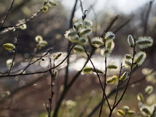Willow twigs with buds - 732737493