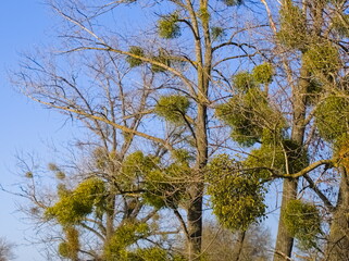 Mistletoe on the branches