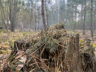 mixed spring forest in the afternoon