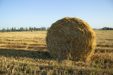 Haystack, wheat harvest. Agriculture. Field after harvest