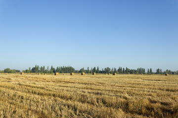Haystack, wheat harvest. Agriculture. Field after harvest