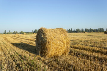 Haystack, wheat harvest. Agriculture. Field after harvest