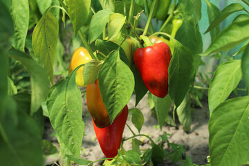 red and green peppers on a tree