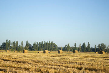 Haystack, wheat harvest. Agriculture. Field after harvest