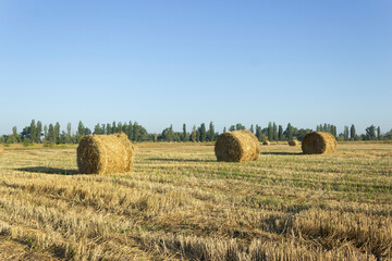 Haystack, wheat harvest. Agriculture. Field after harvest