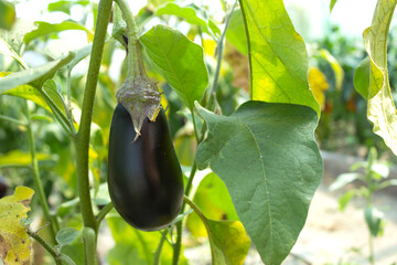 Aubergine eggplant plants in farming. Ripe eggplant growing on a bush. Agricultural Greenhouse with Aubergine vegetables