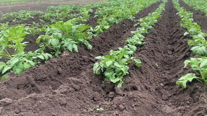 batch of new potatoes. vegetable garden in the garden