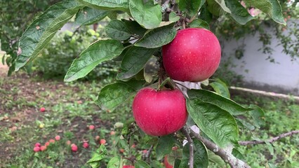 red apples on a tree