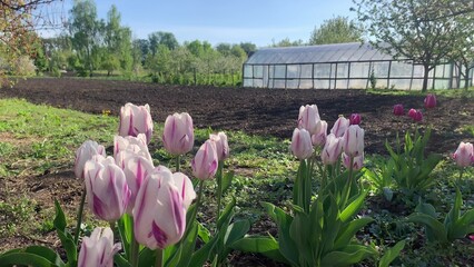 spring flowers in the garden