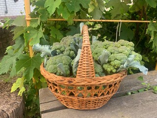vegetables in a market, broccoli