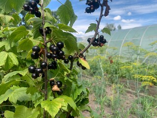 black currant berries