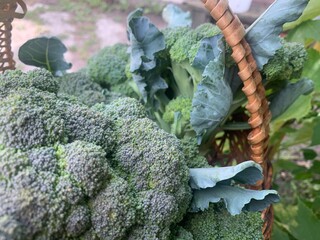 broccoli on a table