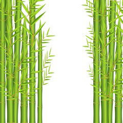 bamboo leaf forest tree plant green background vector