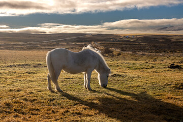 Obraz na płótnie Canvas White horse on a pasture, Iceland
