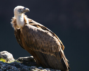 Buitre posando en acantilado fotografía de mundo natural y salvaje artística