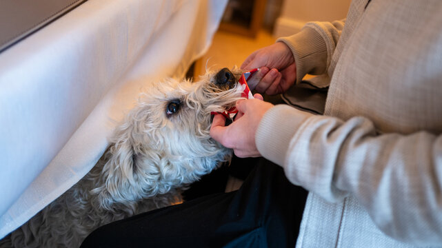 Irish soft coated wheaten terrier dog is stealing food or items from under the table. Playing with owner who is trying to get the item back. Canine animal eating under table