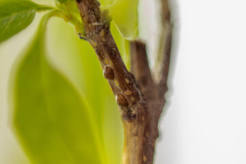 Coccus hesperidum insect infestation on basil plant - close up with selective focus