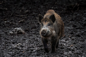 A Wild Boar In Mud  (Sus Scrofa)