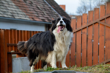 beautiful black and white border collie dog, protector of  house