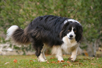 beautiful black and white border collie dog, protector of herd and house