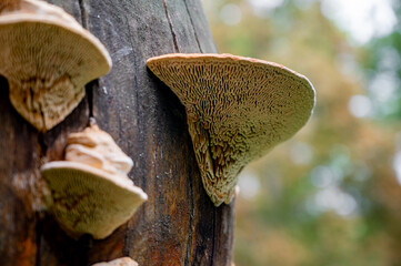 Daedalea quercina, known as the oak mazegill or maze-gill fungus. Mushrooms on wood close up.