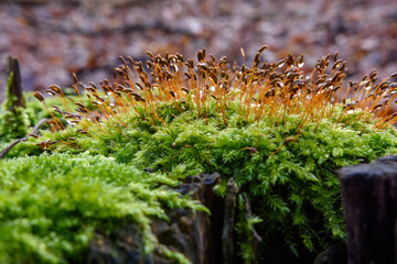 makro małych pędów mchu z kropelkami rosy wody © DP.REPORT