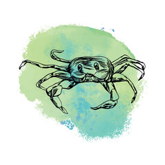 Crab graphics. Vector illustration with sea stain on background. Design element for cards, covers, posters, banners, packaging, labels.