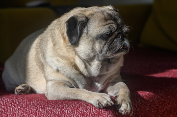 old pug lying on the sofa, a ray of sunshine 6