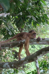 Cairara de fronte branca (Cebus albifrons) Macaco Manaus