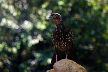 White-browed Guan bird (Penelope jacucaca)