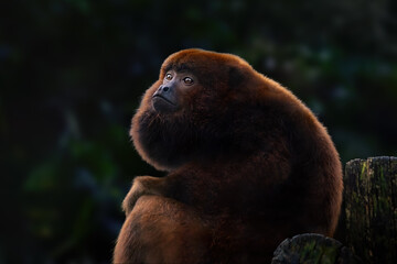 Brown Howler Monkey (Alouatta guariba)