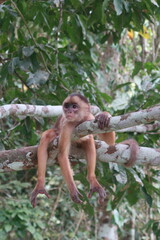 Cairara de fronte branca (Cebus albifrons) Macaco Manaus