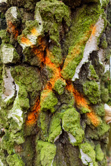 Pomarańczowy X namalowany farbą w sprayu na drzewie brzoza z białą korą pokrytą mchem - obrazy, fototapety, plakaty