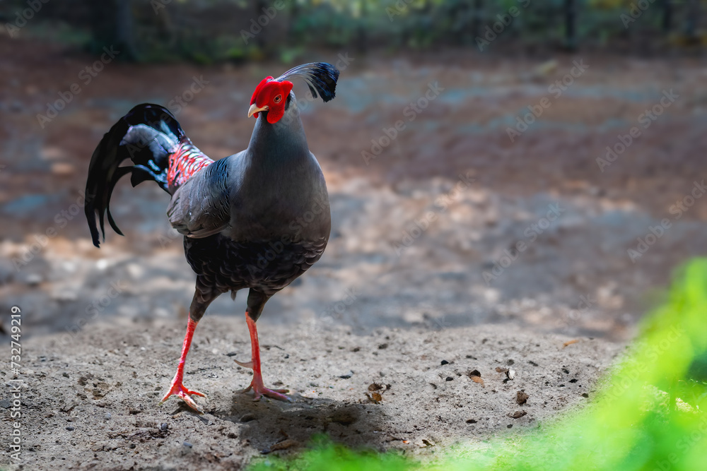 Sticker Male Swinhoe's Pheasant (Lophura swinhoii)