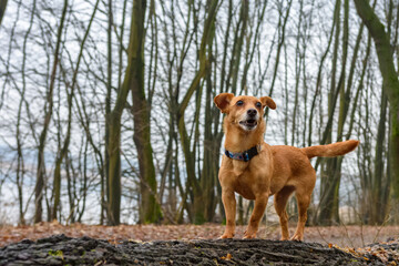 mały rudy pies w lesie portret