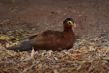Nocturnal Curassow bird (Nothocrax urumutum)