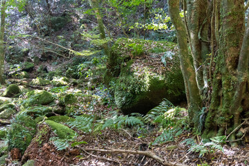 Mt. Tachu in Yakushima island