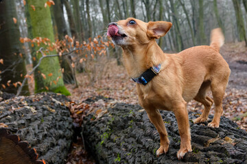 mały rudy pies w lesie oblizuje się po nosie - obrazy, fototapety, plakaty
