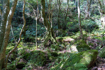 Mt. Tachu in Yakushima island