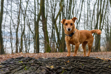 mały rudy pies w lesie portret patrzy w obiektyw - obrazy, fototapety, plakaty