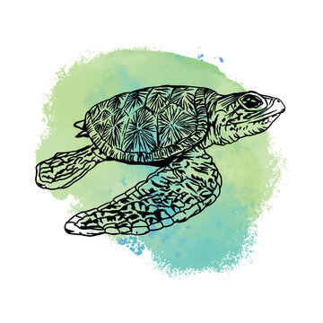Turtle, graphics. Vector illustration on a blue spot background. Design element for cards, invitations, banners, flyers, covers, labels, posters.