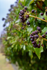 fioletowe owoce z rosą wodą w tle zielone liście rośliny rozmyte tło bokeh makro