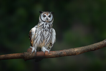 Striped Owl (Asio clamator) - Bird of Prey