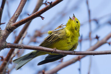 It itches terribly. Funny animal photo. Emberiza citrinella aka yellowhammer. Yellow bird with open beak is scratching his head.