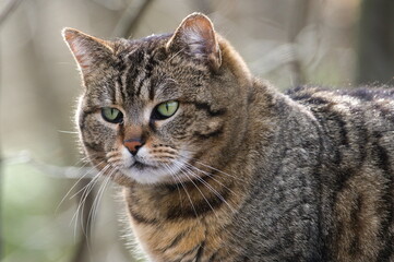 Close-up portrait of domestic cat. Giant green eyes. Sad and strict face expression.	